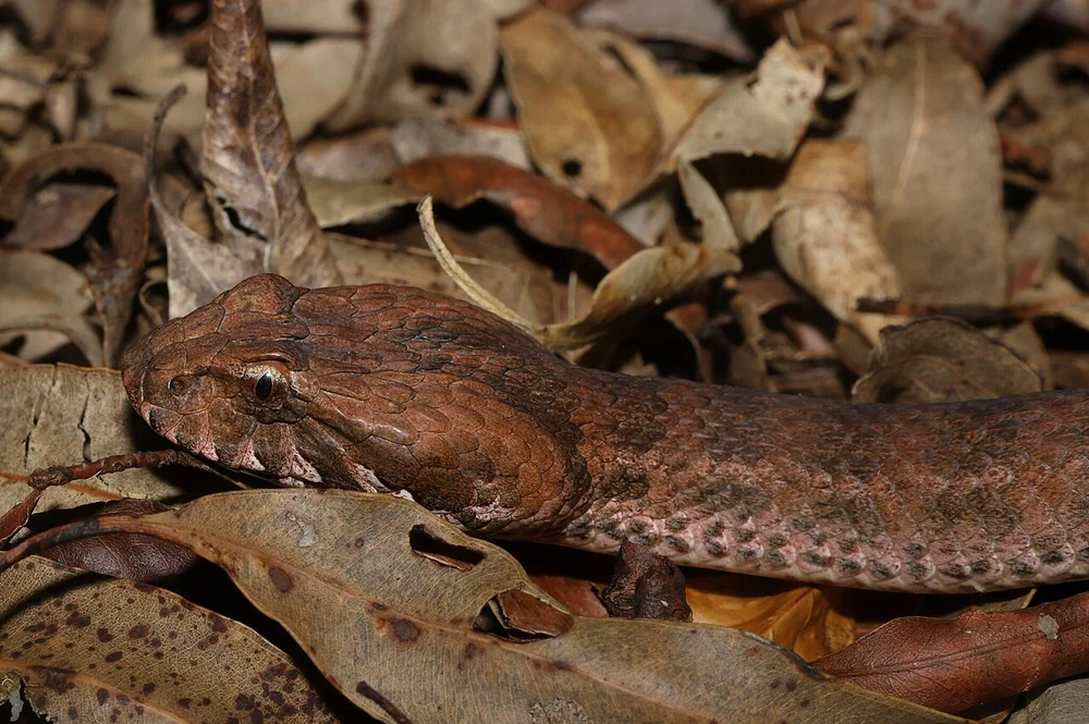 Common death adder among dry leaves