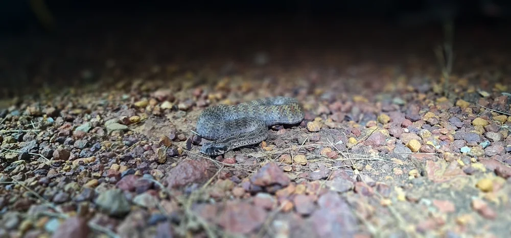Top End death adder on gravel in Litchfield Park, Northern Territory.