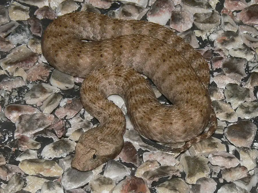 Pilbara death adder coiled among rocks at North West Cape, Western Australia.