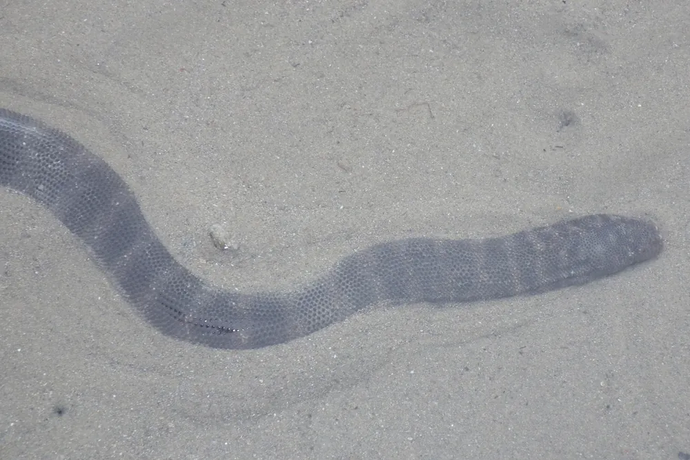 Little file snake submerged in shallow water at Cooya Beach, Queensland.