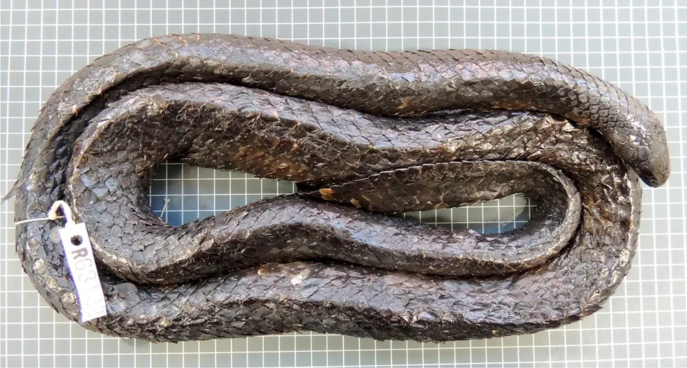 Preserved short-nosed sea snake specimen SAMA R68142 from Ashmore Reef. Preserved colours do not represent a living snake reliably.