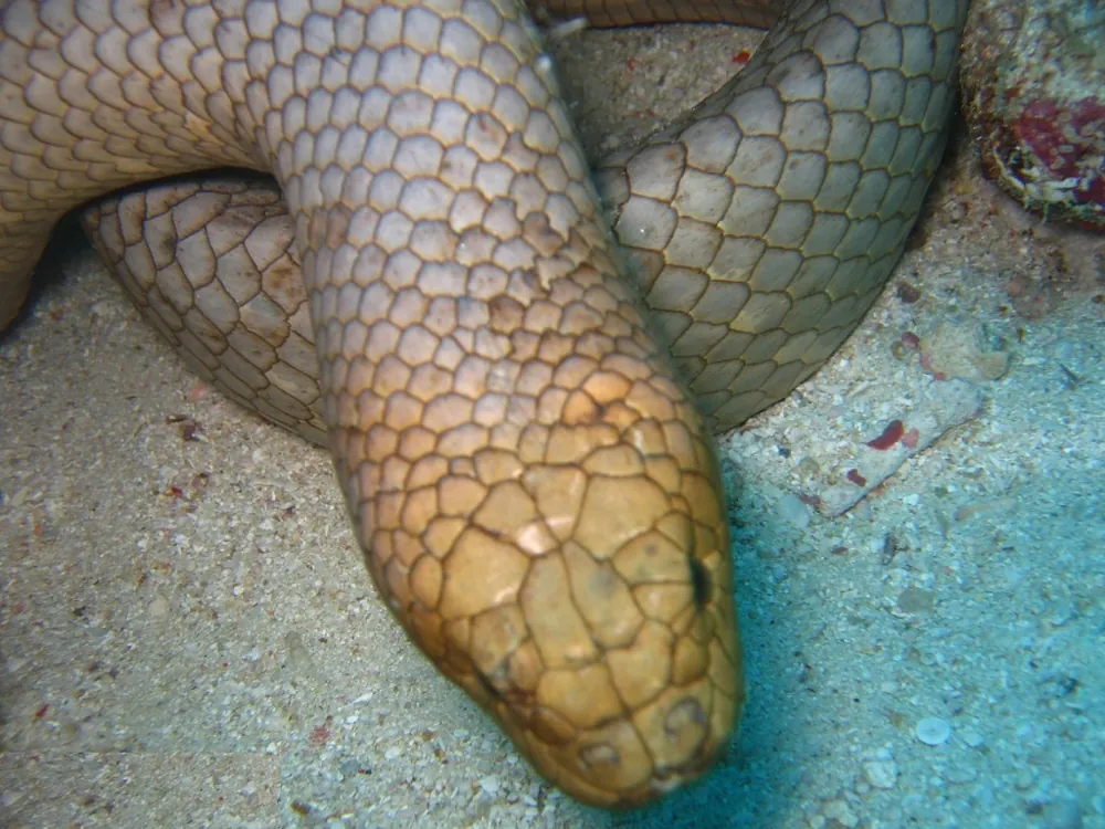 Olive sea snake head close-up at Ribbon Reefs, Great Barrier Reef.