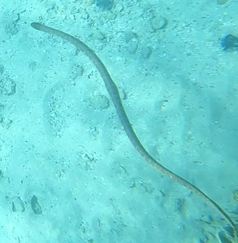 Shark Bay sea snake underwater in Shark Bay, Western Australia.