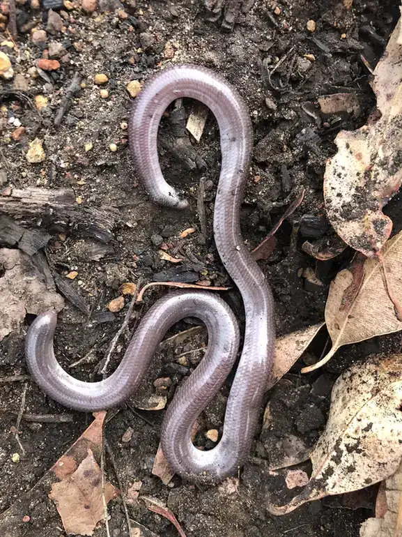 South-Western blind snake on soil in Western Australia.