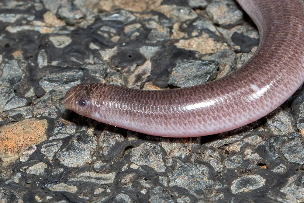 Dark-spined blind snake (Anilios bicolor) head close-up, photographed at Ngarkat, South Australia.