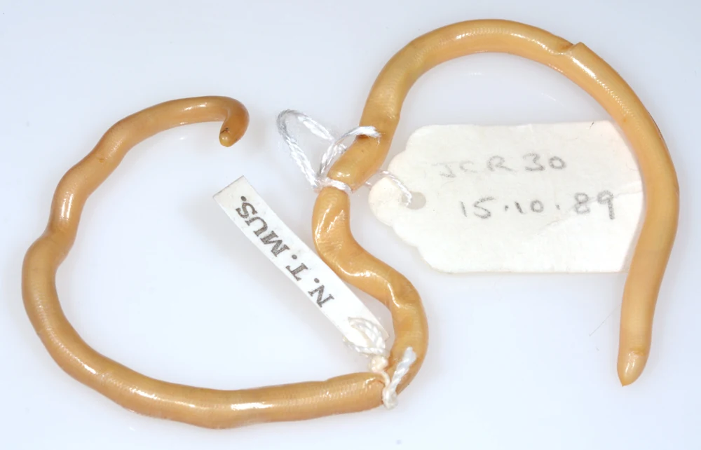 Preserved holotype of Anilios fossor, showing the complete slender body and retained museum specimen tags.