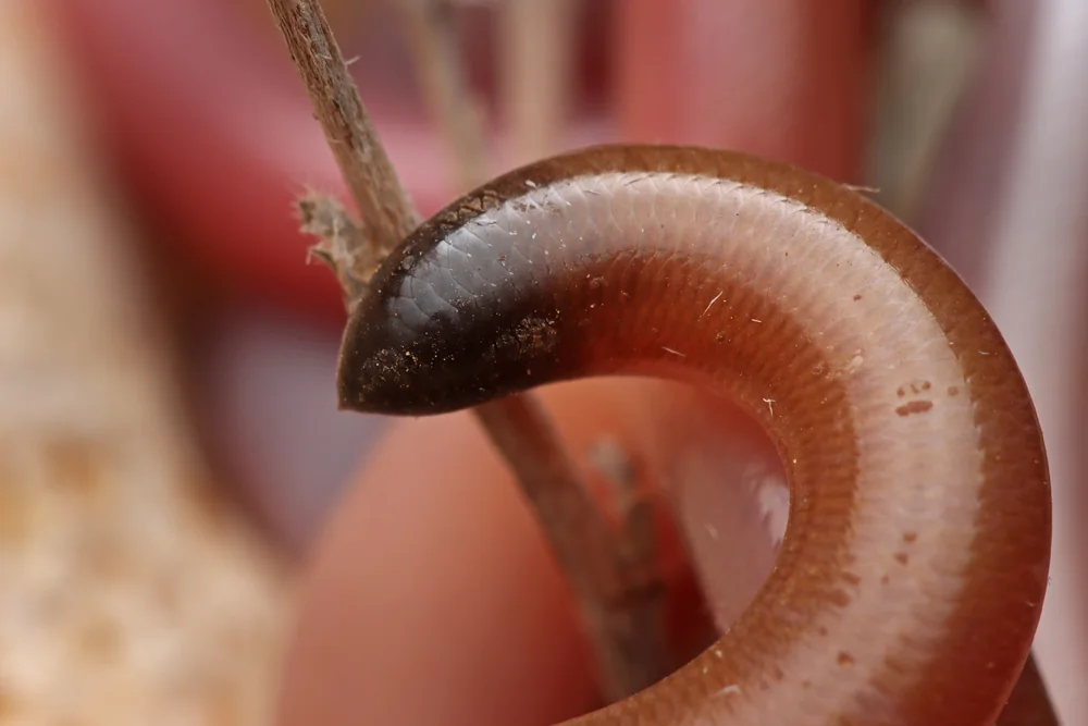 Anilios grypus head close-up, photographed near Learmonth, Western Australia.