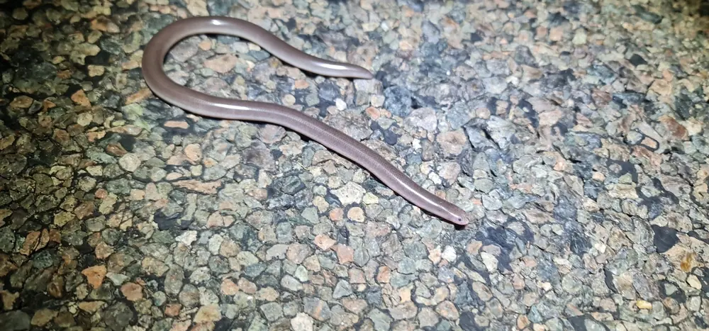 Anilios ligatus photographed on gravel at Basalt, Queensland.