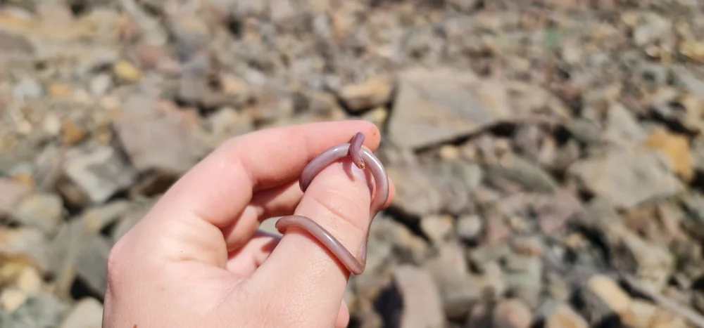 Brown-snouted blind snake (Anilios wiedii) photographed on a person's hand in the Upper Hunter, New South Wales.