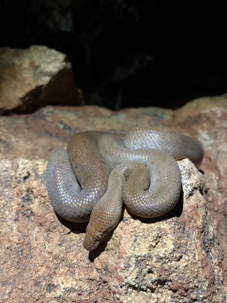 Pygmy Python (Antaresia perthensis) coiled on rock.
