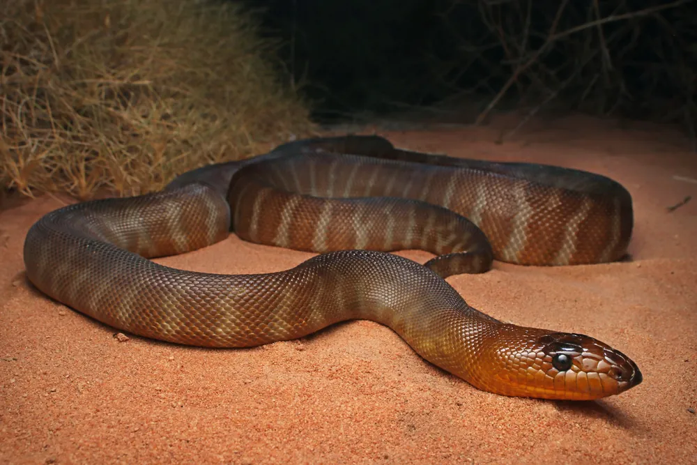 Woma (Aspidites ramsayi) on sandy ground.