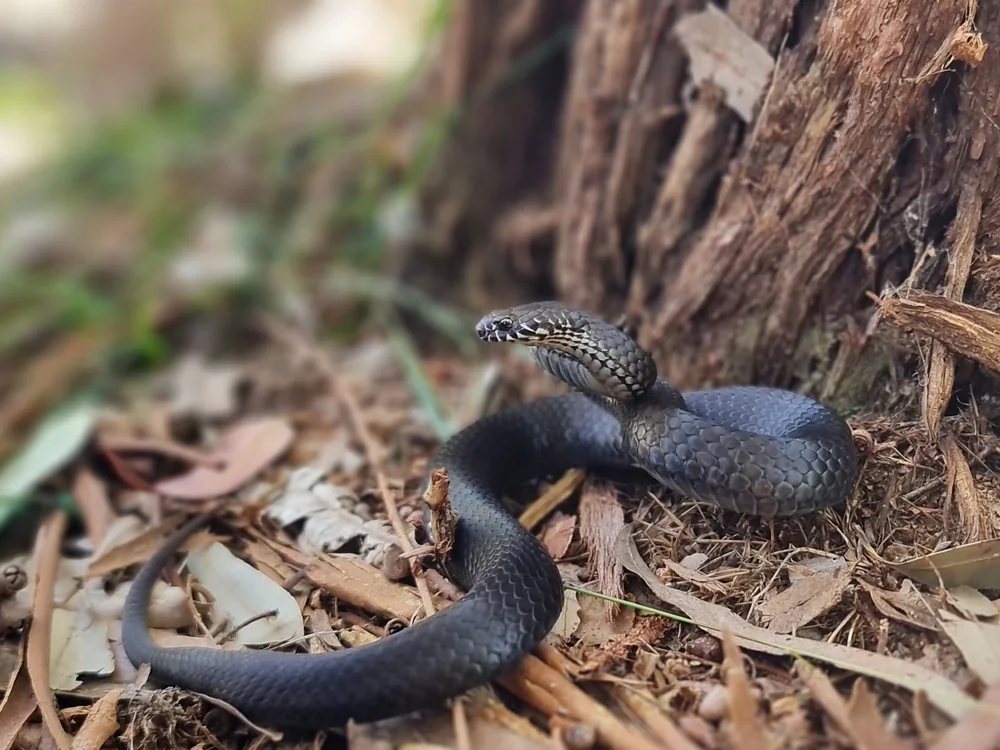 Pygmy Copperhead (Austrelaps labialis) among leaf litter beside a tree.