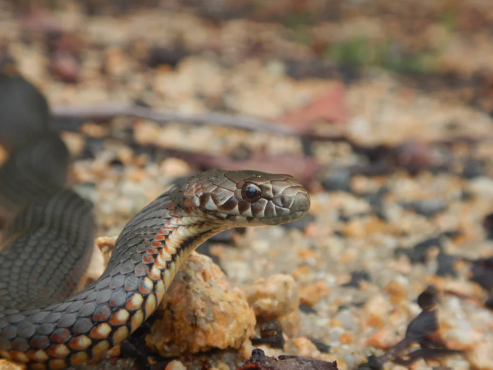 Highlands Copperhead (Austrelaps ramsayi) head close-up on the ground.