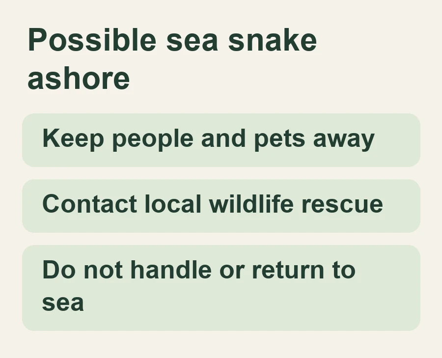 Keep people and pets away; Contact local wildlife rescue; Do not handle or return to sea.