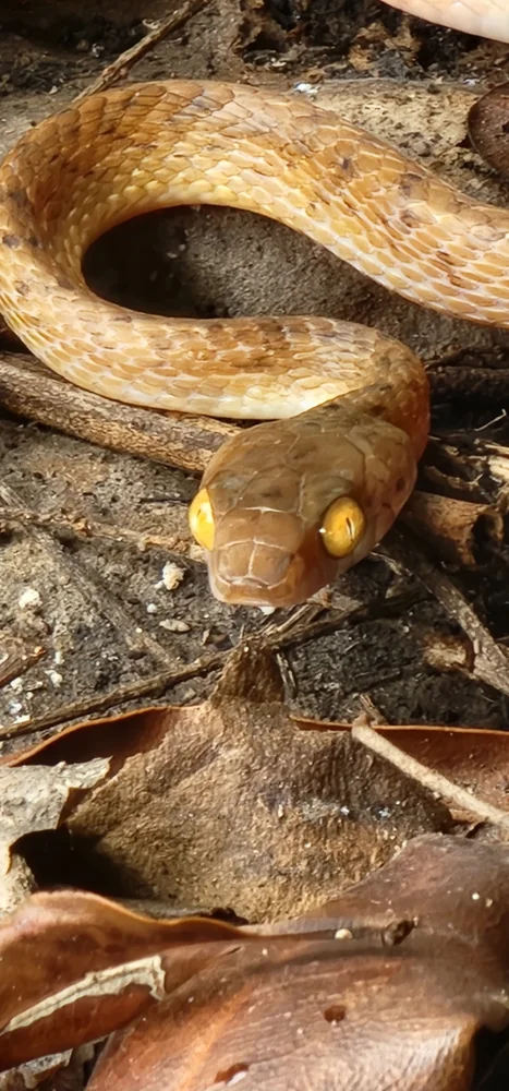 Brown Tree Snake (Boiga irregularis) head close-up among leaves.