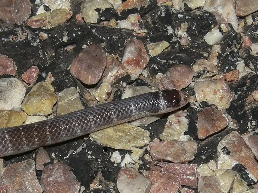 North-western Shovel-nosed Snake (Brachyurophis approximans) head close-up on gravel.