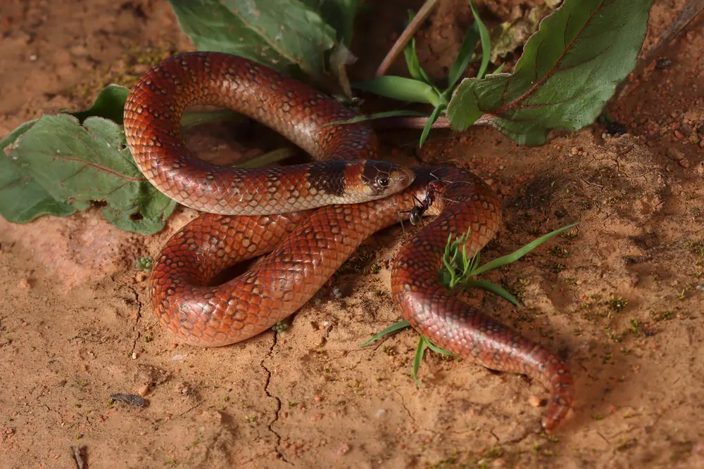 Australian Coral Snake (Brachyurophis australis) on sandy ground among leaves.