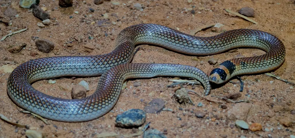 Unbanded Shovel-nosed Snake (Brachyurophis incinctus) coiled on bare ground.
