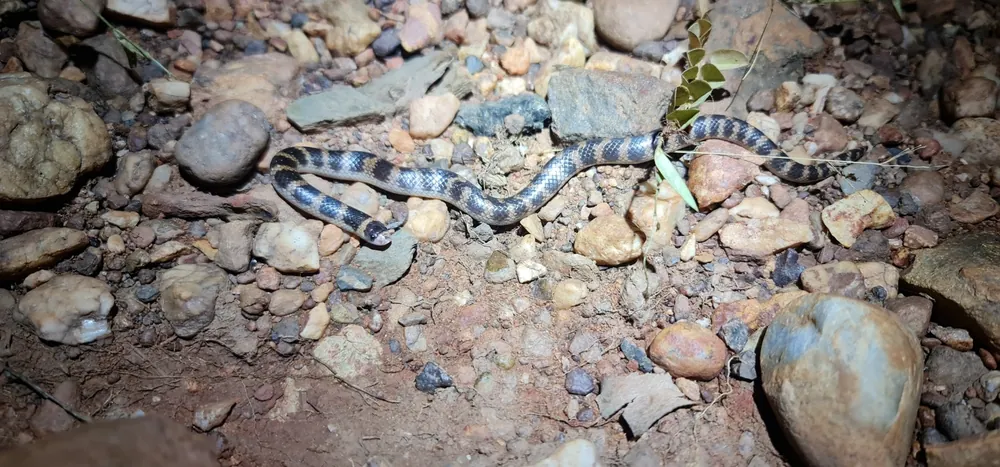 Northern Shovel-nosed Snake (Brachyurophis roperi) on gravel.