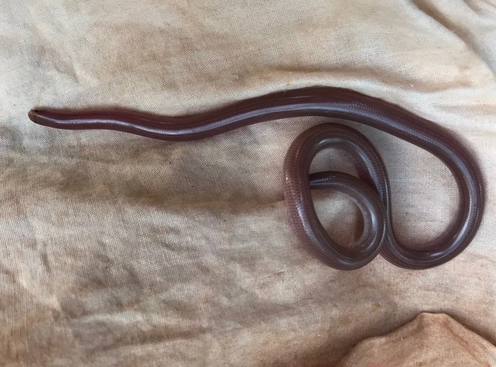 Buff-snouted Blind Snake coiled on a light cloth, showing its dark reddish-brown upper surface and pale snout.