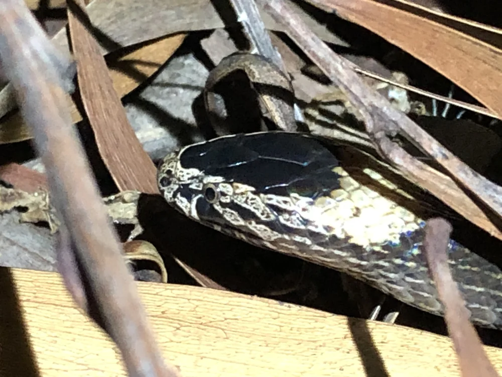 White-crowned Snake (Cacophis harriettae) head close-up among leaf litter.