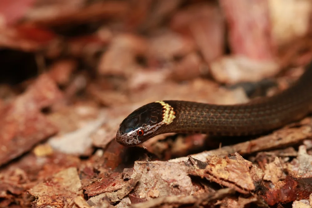 Dwarf Crowned Snake (Cacophis krefftii) head close-up among leaves.