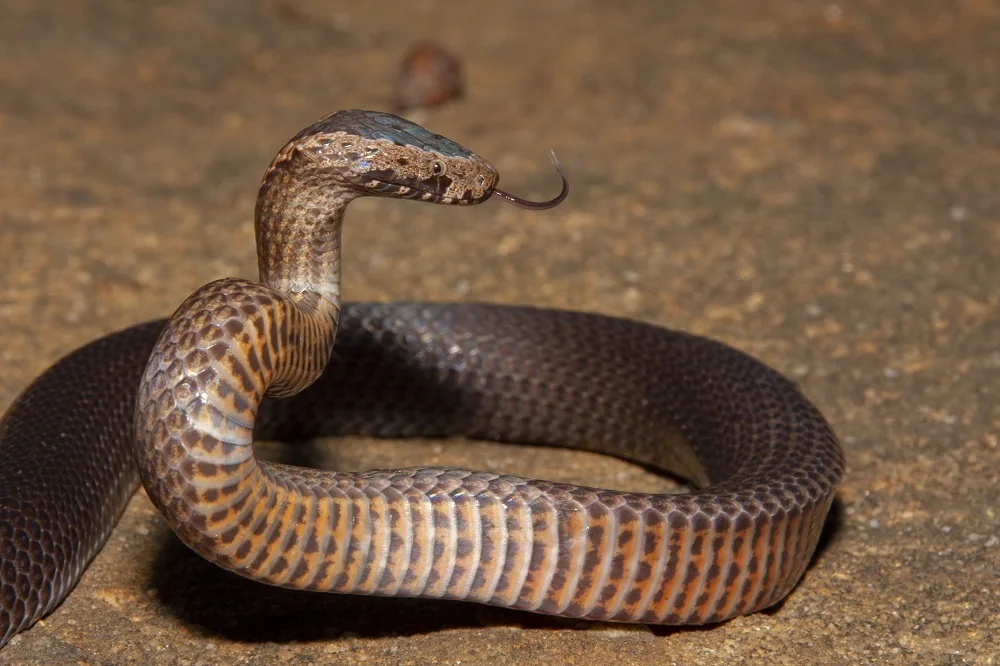 Golden-crowned Snake (Cacophis squamulosus) with raised head on the ground.