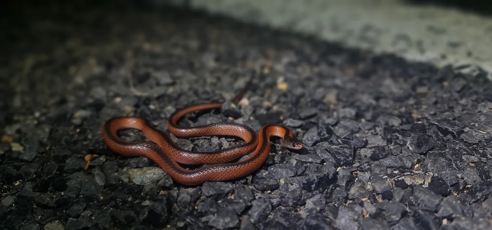Black-striped Snake (Cryptophis nigrostriatus) coiled on gravel.