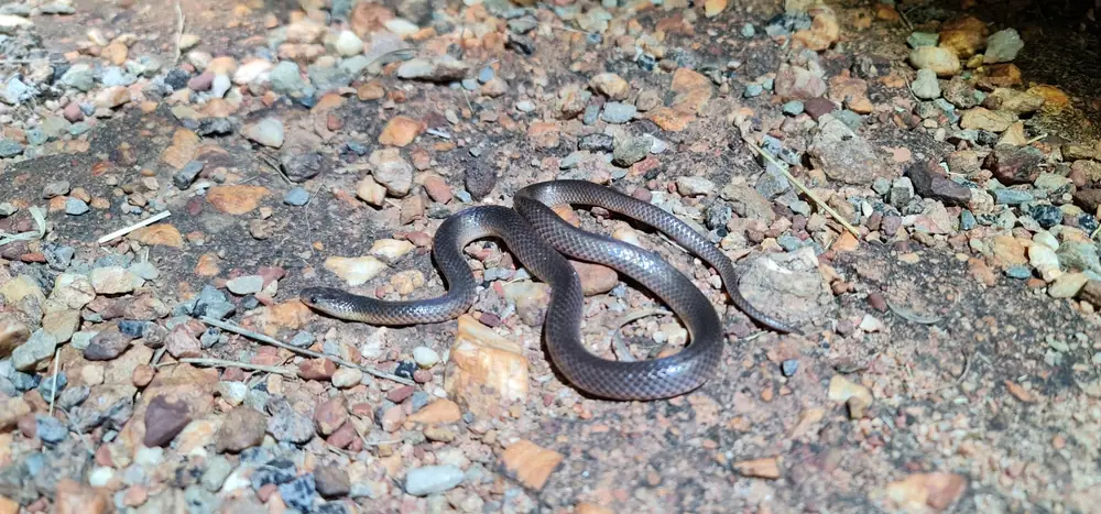 Northern Small-eyed Snake (Cryptophis pallidiceps) coiled on gravel.
