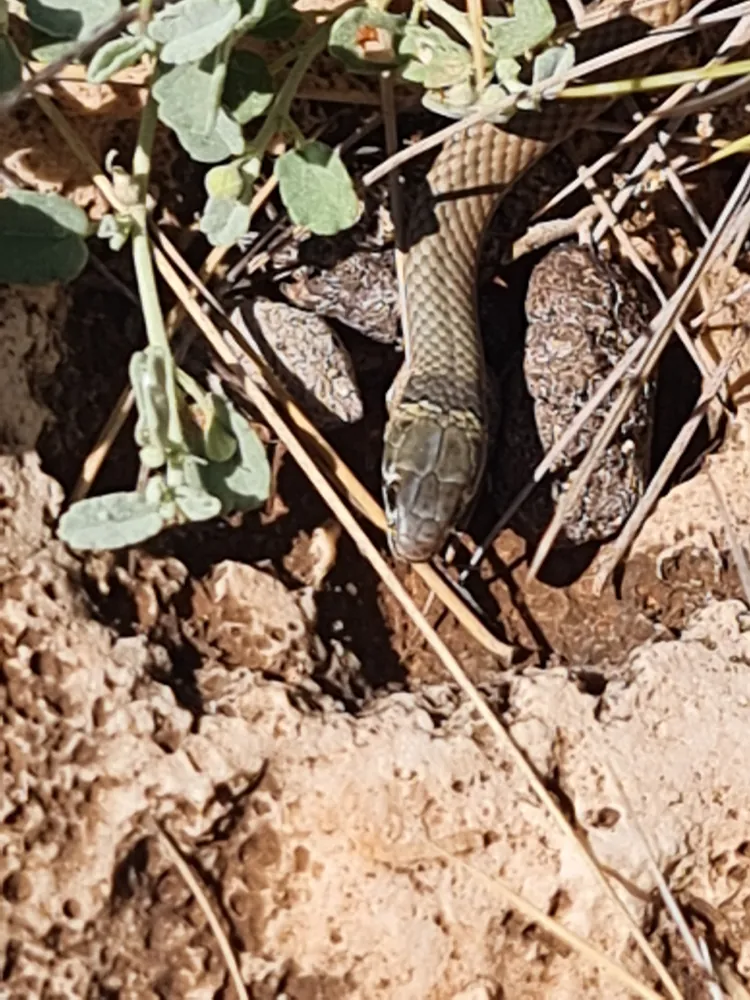 Black-necked Whip Snake (Demansia calodera) head among dry stems.