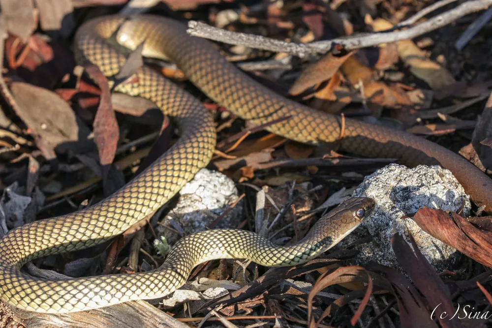Reticulated Whip Snake (Demansia reticulata) among leaves beside a rock.