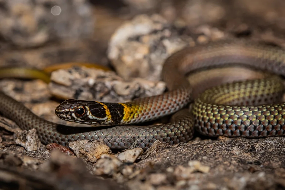Collared Whip Snake (Demansia torquata) head and neck close-up on soil.