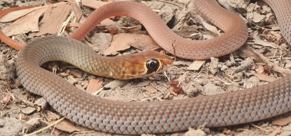 Lesser Black Whip Snake (Demansia vestigiata) head close-up on bare ground.