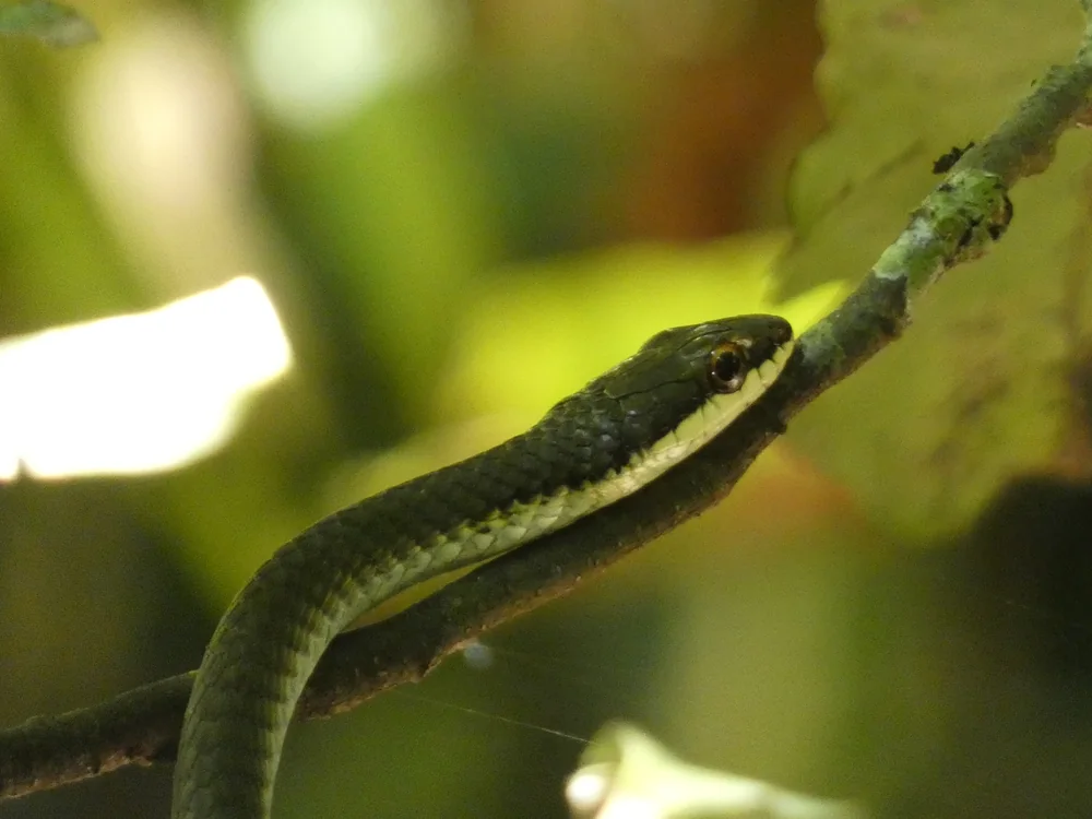 Northern Tree Snake (Dendrelaphis calligaster) head close-up on a branch.