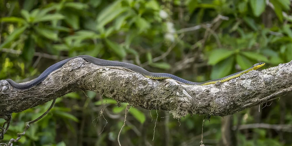 Common tree snake stretched along a branch in the Daintree rainforest