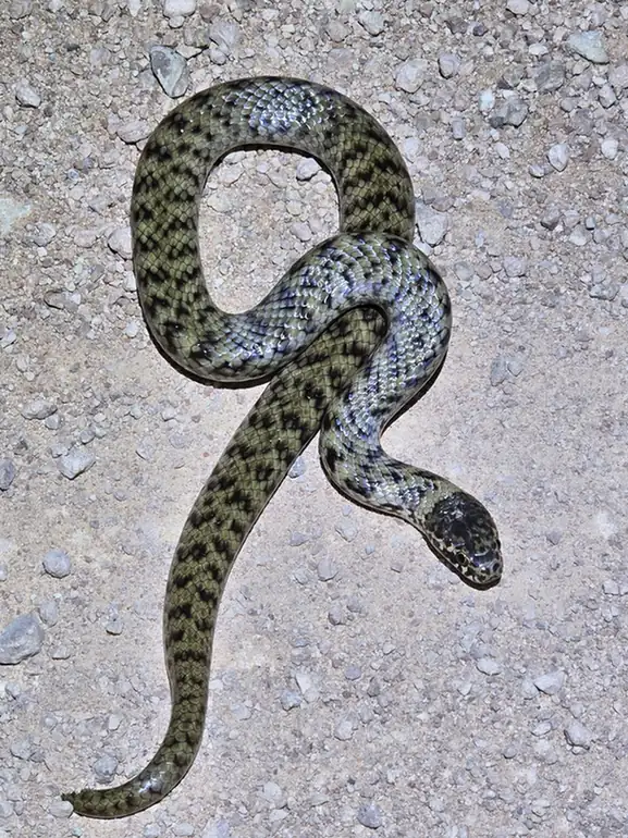 De Vis’ Banded Snake (Denisonia devisi) on bare ground.
