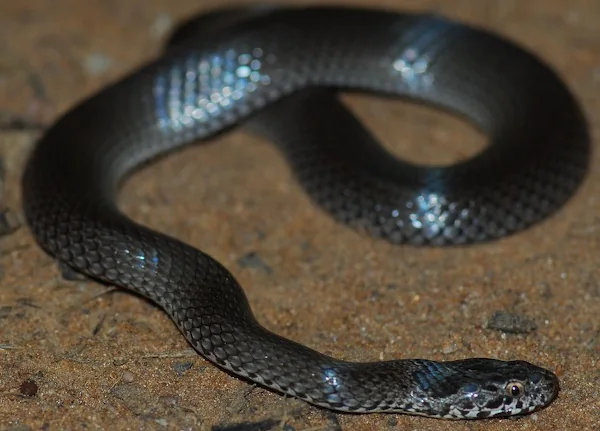 Ornamental Snake (Denisonia maculata) coiled on bare ground.