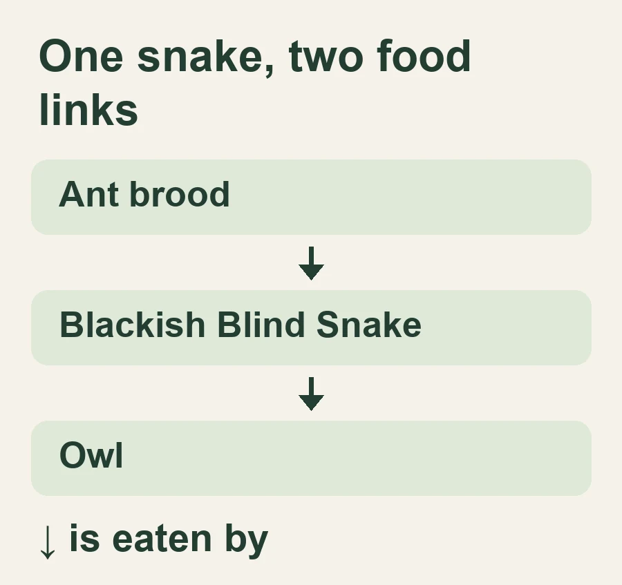 Ant brood → Blackish blind snake → Owl.
