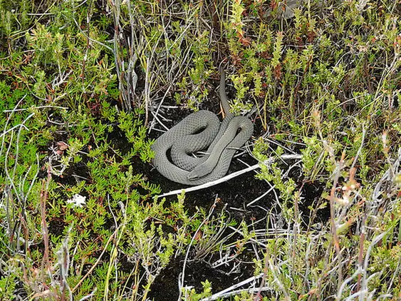 White-lipped Snake (Drysdalia coronoides) coiled among low shrubs.