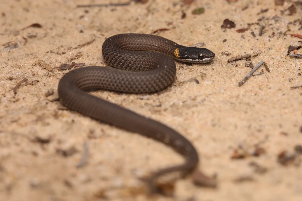 Master’s Snake (Drysdalia mastersii) on sandy soil.
