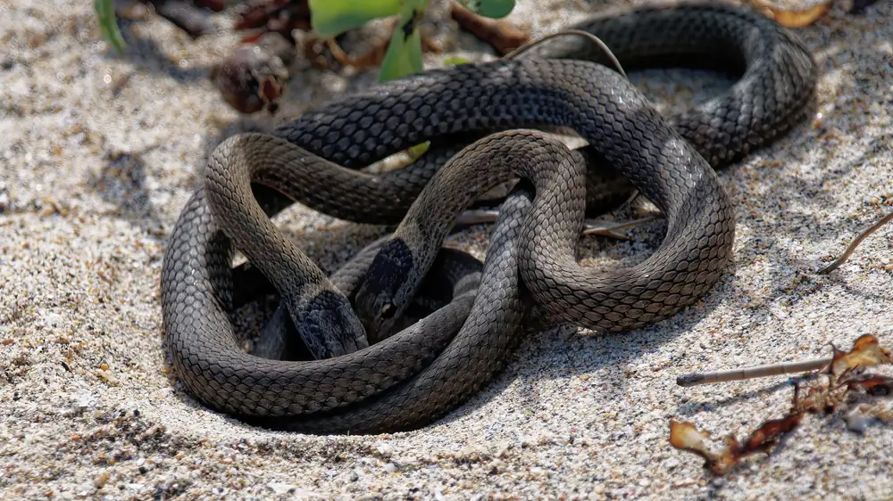 Mustard-bellied Snake (Drysdalia rhodogaster) coiled on sandy ground.