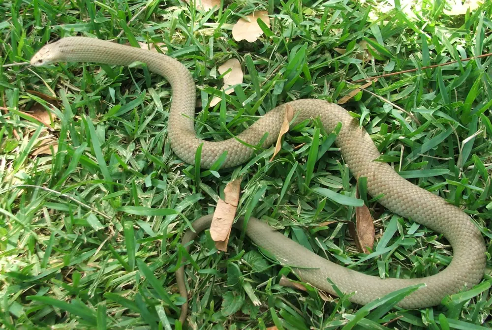 Pale brown Eastern Pygmy Mulga Snake curved across green grass.