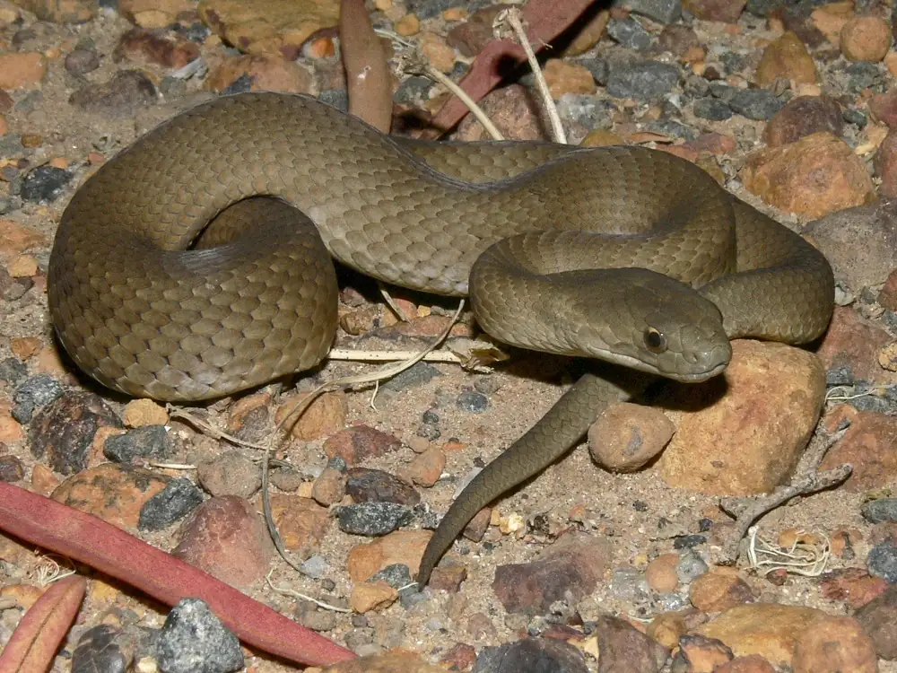 Bardick (Echiopsis curta) coiled on gravel.