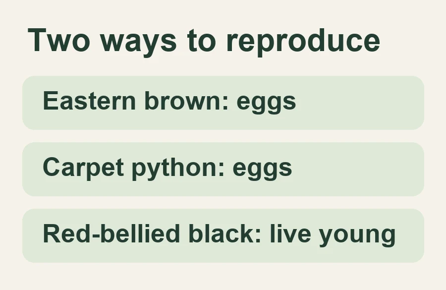Eastern brown: eggs; Carpet python: eggs; Red-bellied black: live young