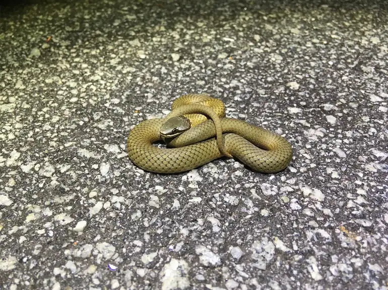 Western Crowned Snake (Elapognathus coronatus) coiled on pavement.