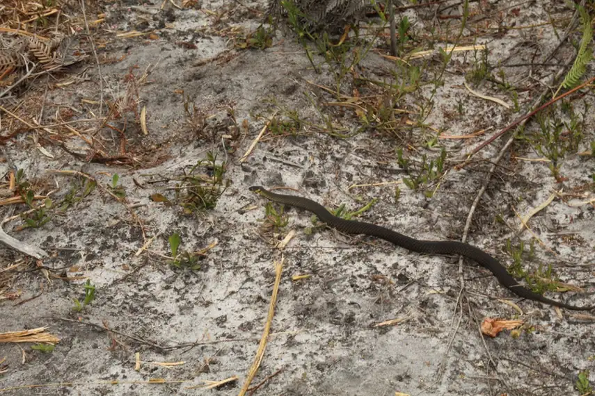 Short-nosed Snake (Elapognathus minor) moving through sandy scrub.