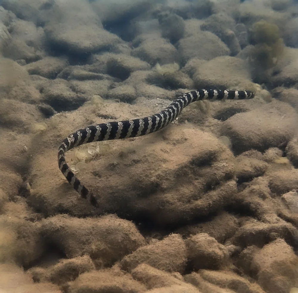 Eastern Turtle-headed Sea Snake (Emydocephalus annulatus) swimming above a rocky seabed.