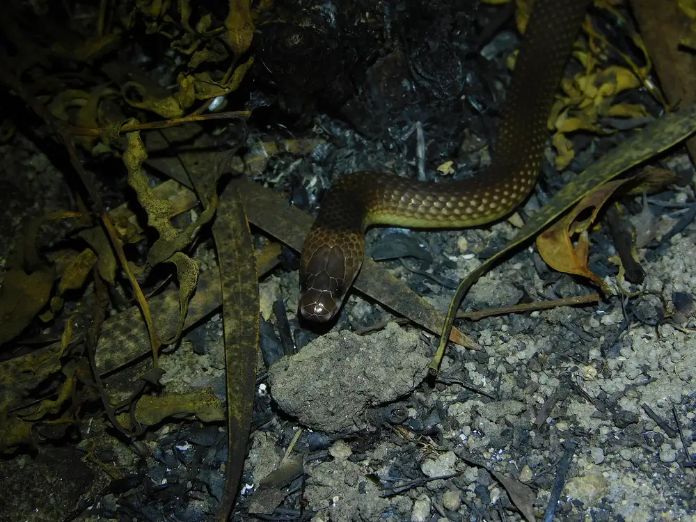 Yellow-naped Snake (Furina barnardi) among leaves at night.