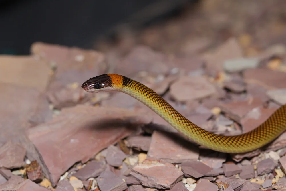 Orange-naped Snake (Furina ornata) head close-up above leaf litter.