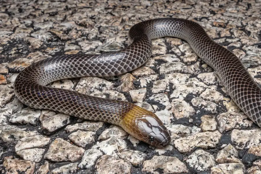 Brown-headed Snake (Furina tristis) head close-up on bare ground.